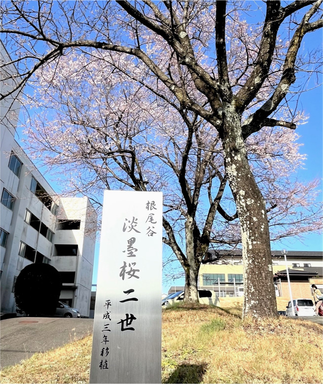 20230315_tokai-sakura_02.jpg